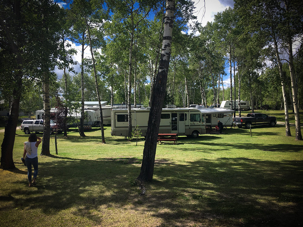 RVs nestled among the poplar trees.