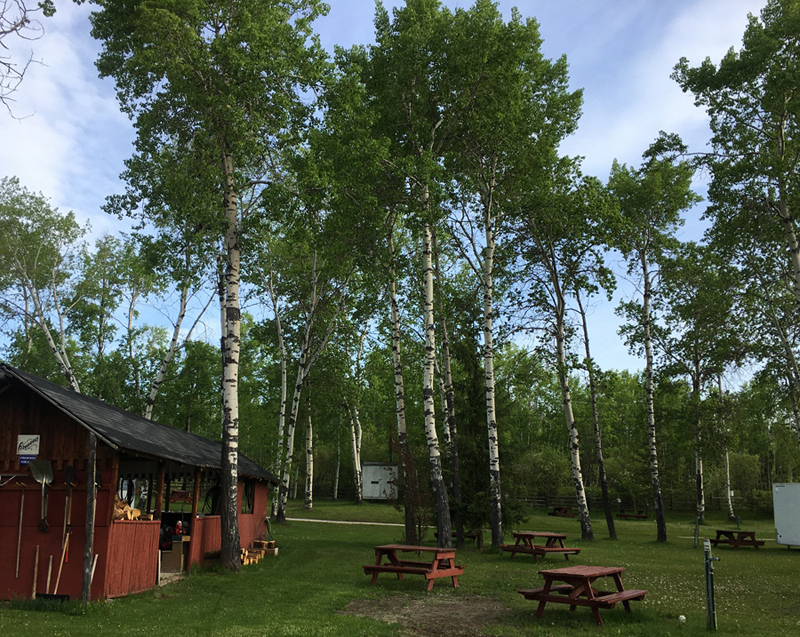 RV sites nestled in the poplar trees.