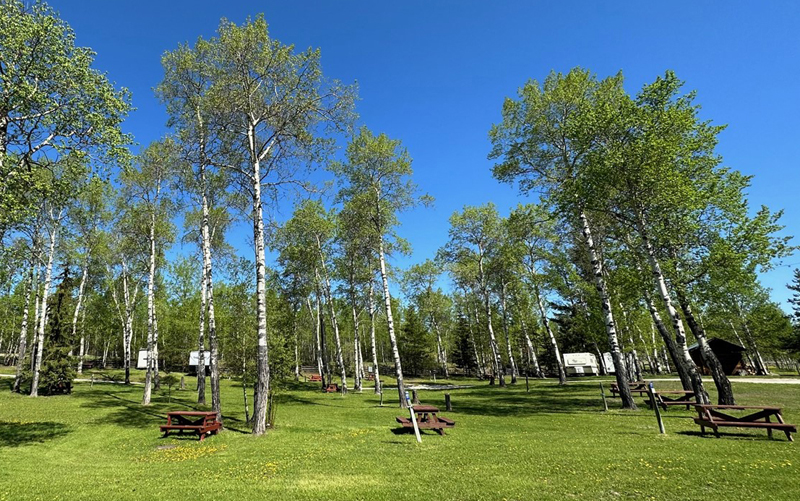 Sunny photo of a campground with brown picnic tables surrounded by green grass and poplar trees.